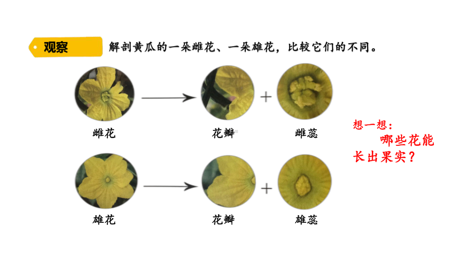 2022新大象版三年级下册科学3-4 开放的花朵ppt课件（含练习）.pptx_第3页