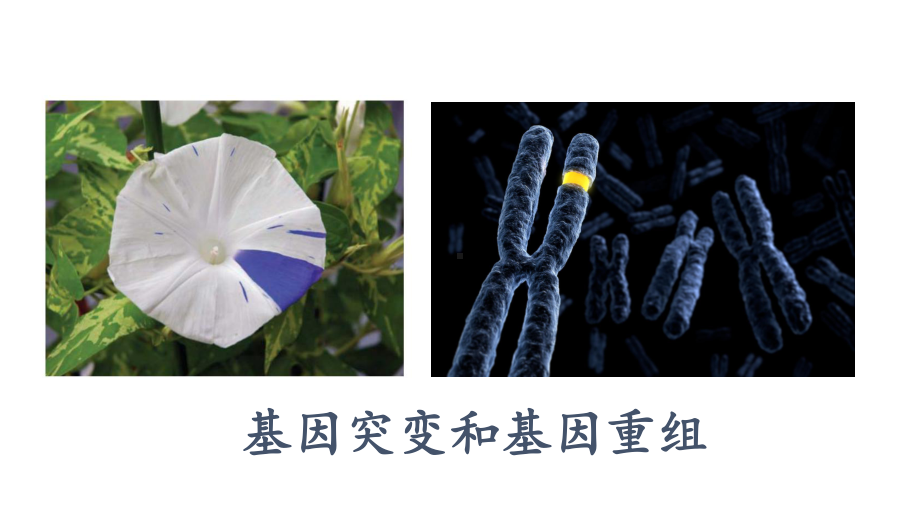 （新教材）2019新人教版高中生物必修二5.1基因突变和基因重组ppt课件.pptx_第1页