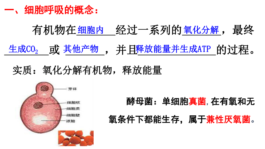 （新教材）2019新人教版高中生物必修一5.3细胞呼吸第一课时ppt课件.ppt_第3页