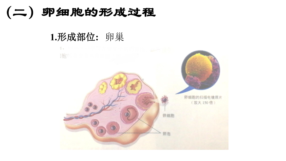 （新教材）2019新人教版高中生物必修二2.1减数分裂和受精作用（第二课时）ppt课件.ppt_第3页