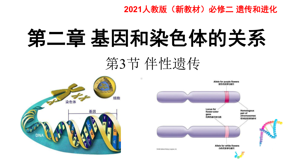 （新教材）2019新人教版高中生物必修二2.3伴性遗传ppt课件.pptx_第1页