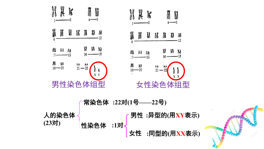 （新教材）2019新人教版高中生物必修二2.3伴性遗传ppt课件.pptx_第3页