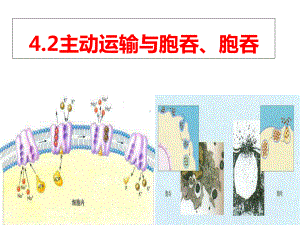 （新教材）2019新人教版高中生物必修一4.2主动运输与胞吞胞吐ppt课件.ppt