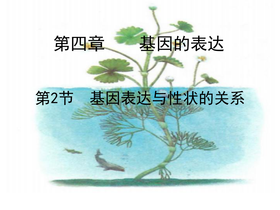 （新教材）2019新人教版高中生物必修二4.2基因的表达与性状的关系ppt课件.pptx_第1页