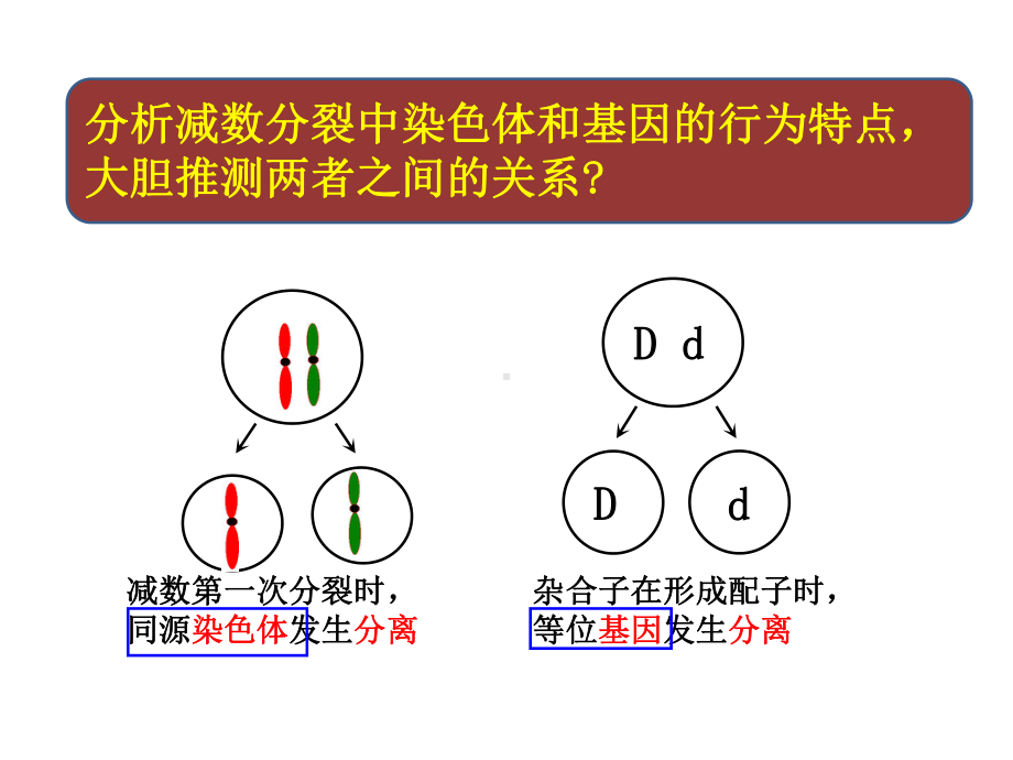 （新教材）2019新人教版高中生物必修二第2章第2节 基因在染色体上ppt课件.pptx_第1页