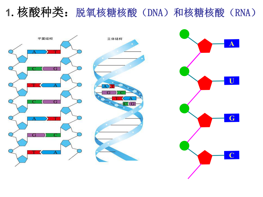 （新教材）2019新人教版高中生物必修一2.5核酸是遗传信息的携带者ppt课件.ppt_第2页