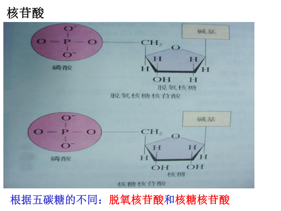 （新教材）2019新人教版高中生物必修一2.5核酸是遗传信息的携带者ppt课件.ppt_第3页