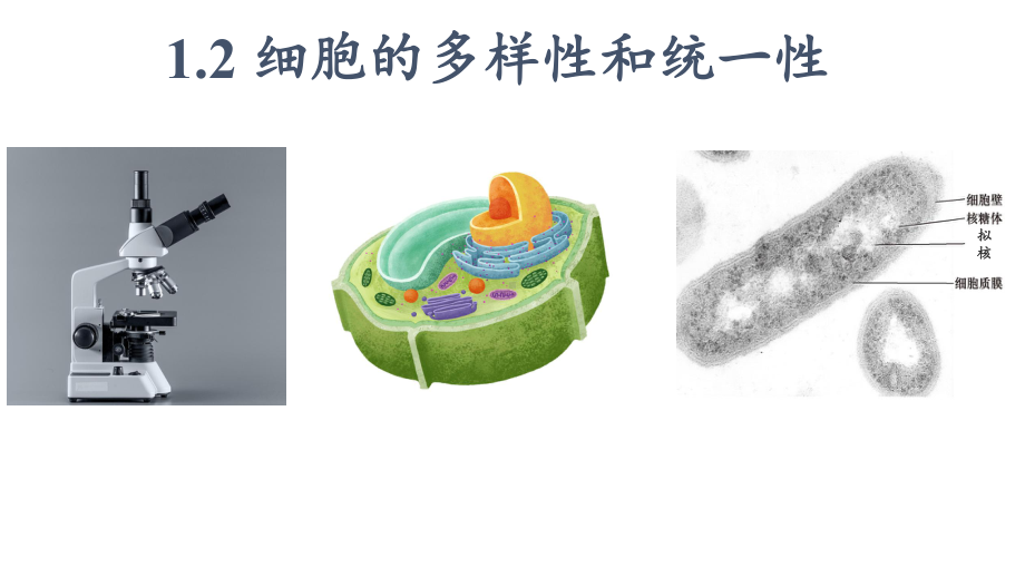 （新教材）2019新人教版高中生物必修一1.2细胞的多样性和统一性ppt课件.ppt_第1页