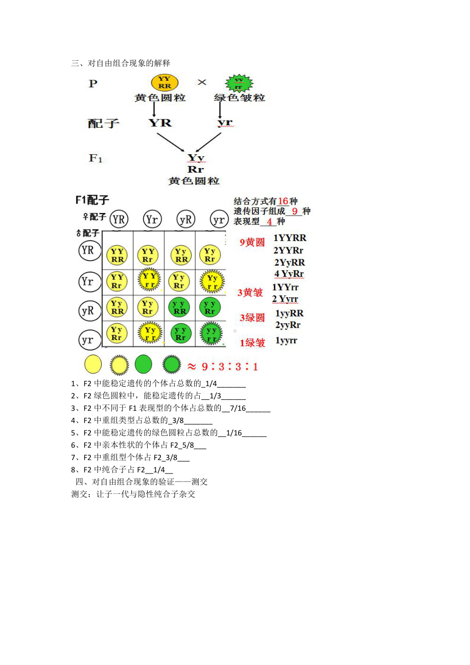 （新教材）2019人教版高中生物必修二1.2孟德尔豌豆杂交实验（二）教案.docx_第2页