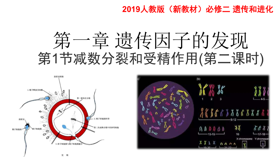 （新教材）2019新人教版高中生物必修二2.1减数分裂和受精作用（第三课时）ppt课件.pptx_第1页