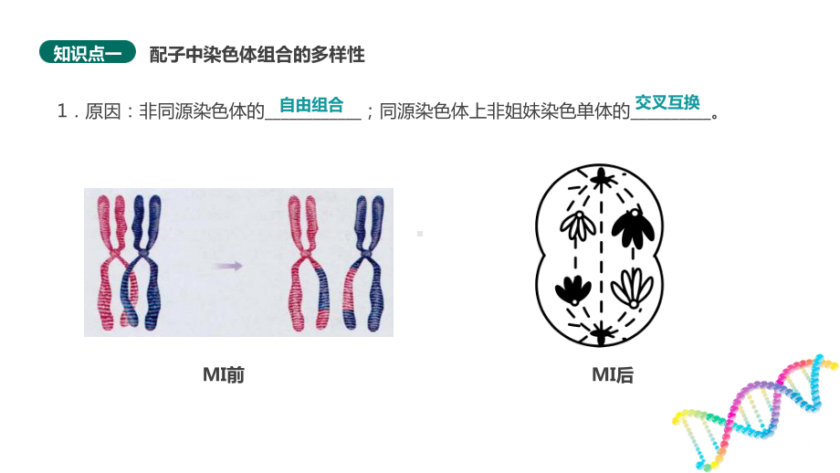 （新教材）2019新人教版高中生物必修二2.1减数分裂和受精作用（第三课时）ppt课件.pptx_第3页