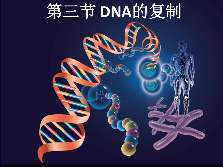 （新教材）2019新人教版高中生物必修二第3章第3节 DNA的复制ppt课件.pptx_第1页