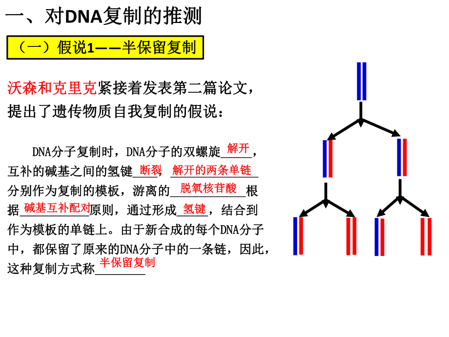 （新教材）2019新人教版高中生物必修二第3章第3节 DNA的复制ppt课件.pptx_第3页