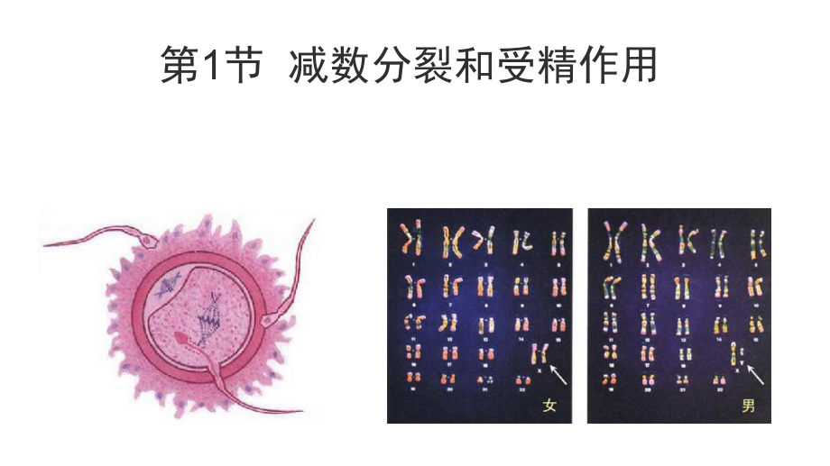 （新教材）2019新人教版高中生物必修二2.1减数分裂和受精作用ppt课件.pptx_第1页