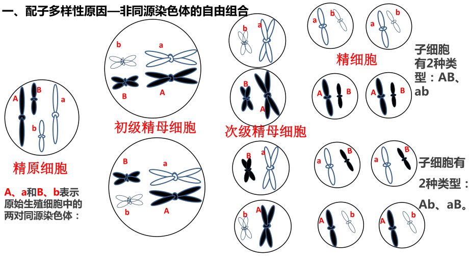 （新教材）2019新人教版高中生物必修二2.1减数分裂和受精作用ppt课件.pptx_第3页