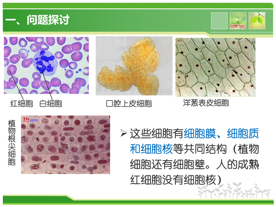 （新教材）2019新人教版高中生物必修一1.2 细胞的多样性和统一性 ppt课件.ppt_第2页