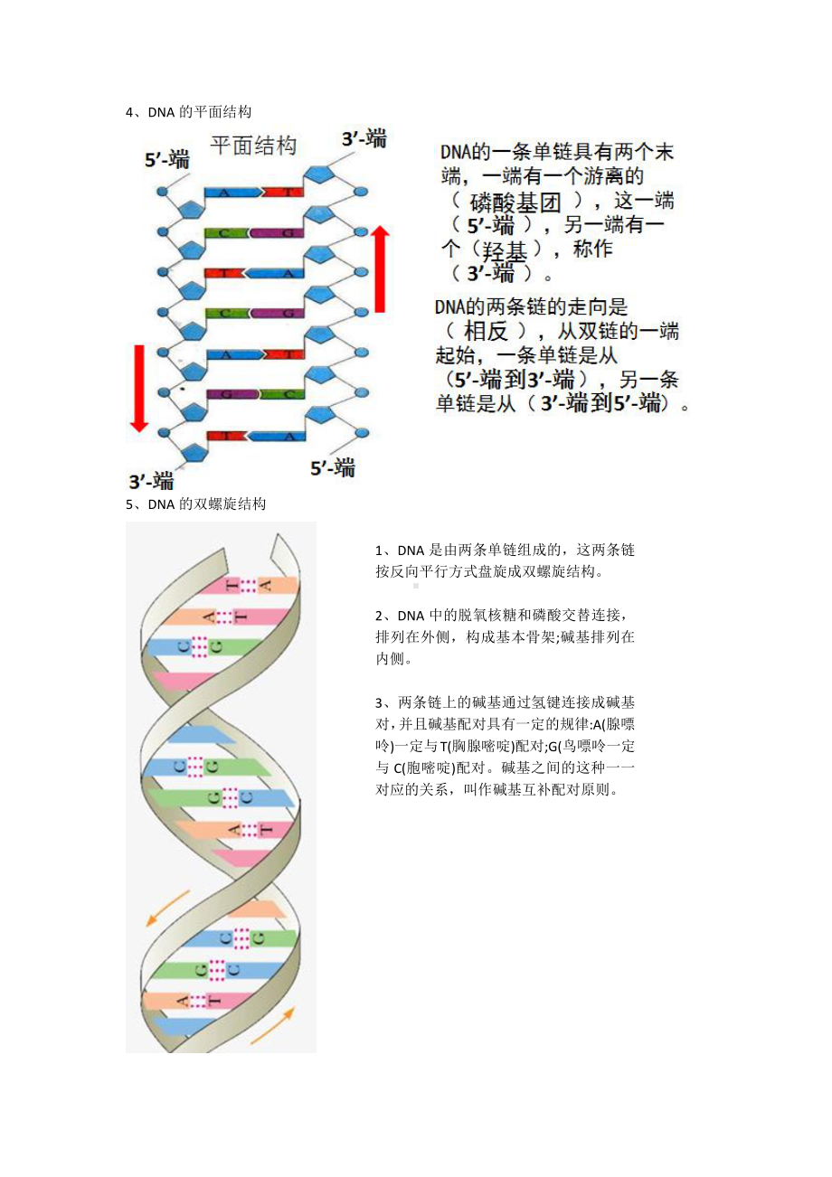 （新教材）2019人教版高中生物必修二3.2DNA的结构教案.docx_第2页