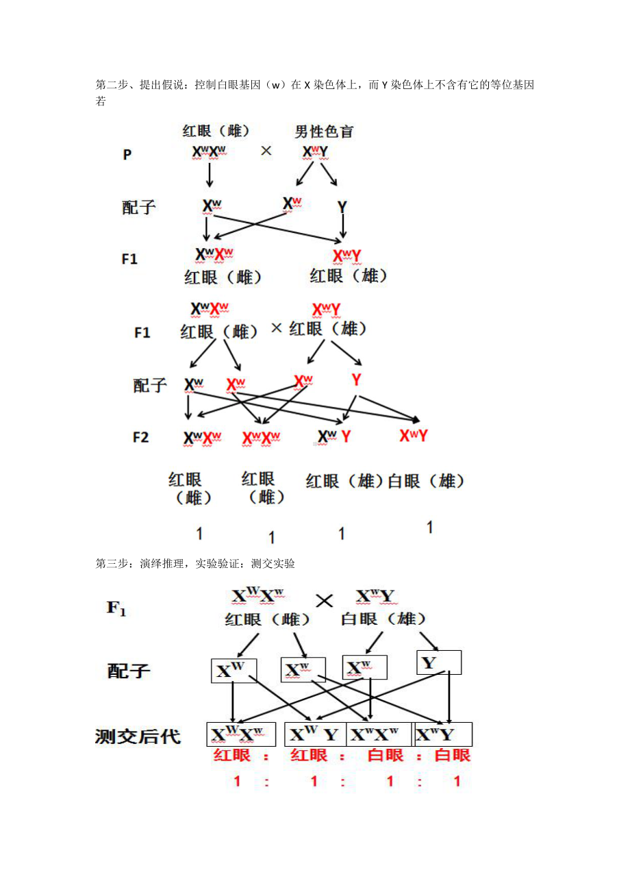 （新教材）2019人教版高中生物必修二2.2基因在染色体上教案.docx_第3页