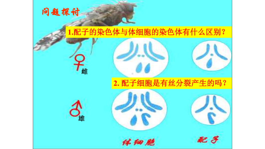 （新教材）2019新人教版高中生物必修二2.1减数分裂和受精作用（第一课时）ppt课件.ppt_第3页