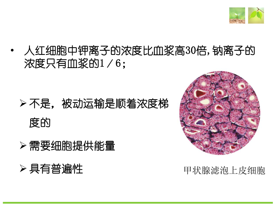 （新教材）2019新人教版高中生物必修一4.2 主动运输和胞吞、胞吐 ppt课件.ppt_第2页