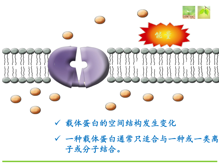 （新教材）2019新人教版高中生物必修一4.2 主动运输和胞吞、胞吐 ppt课件.ppt_第3页