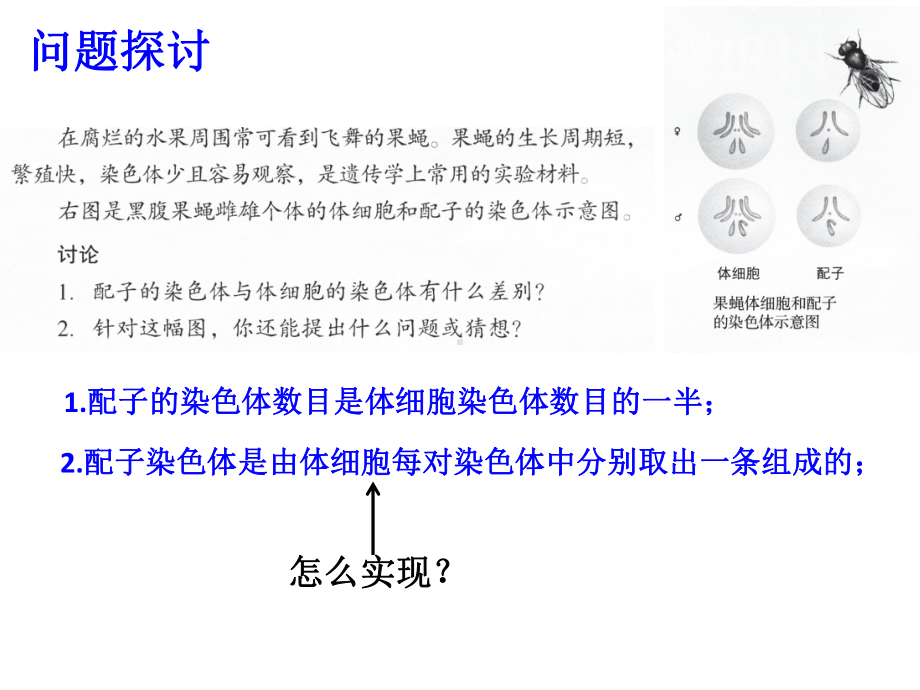 （新教材）2019新人教版高中生物必修二第2章第1节 减数分裂和受精作用ppt课件.pptx_第1页