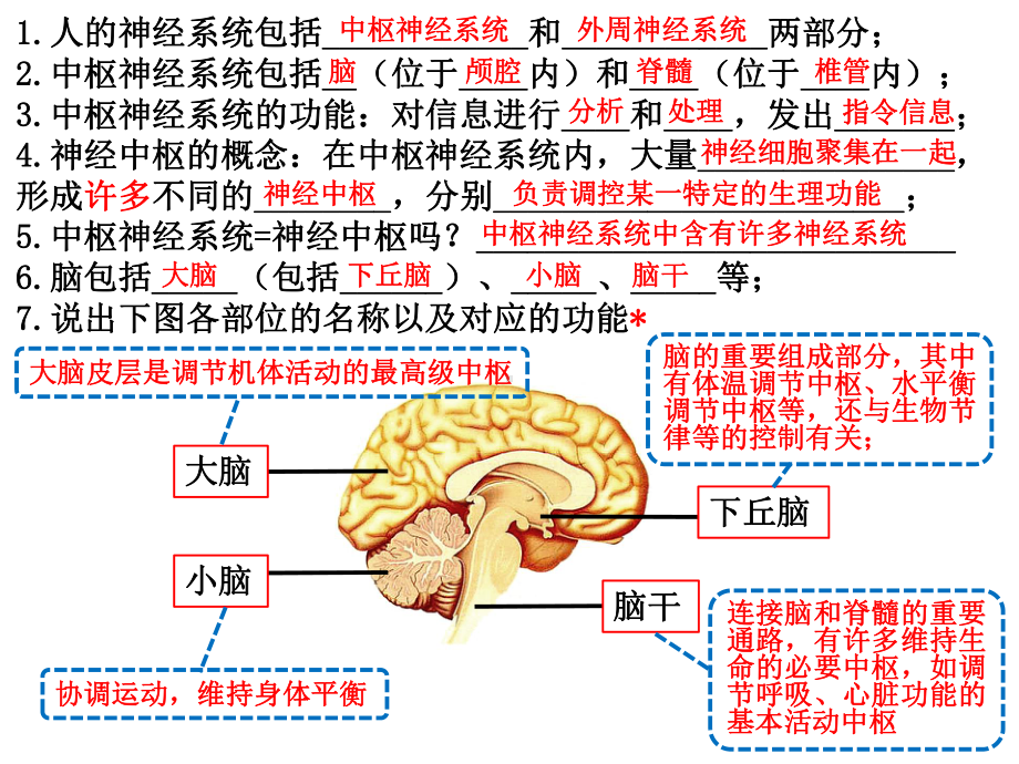 （新教材）2019人教版高中生物选择性必修一知识点背诵 第2章 神经调节 期末复习课件.pptx_第2页