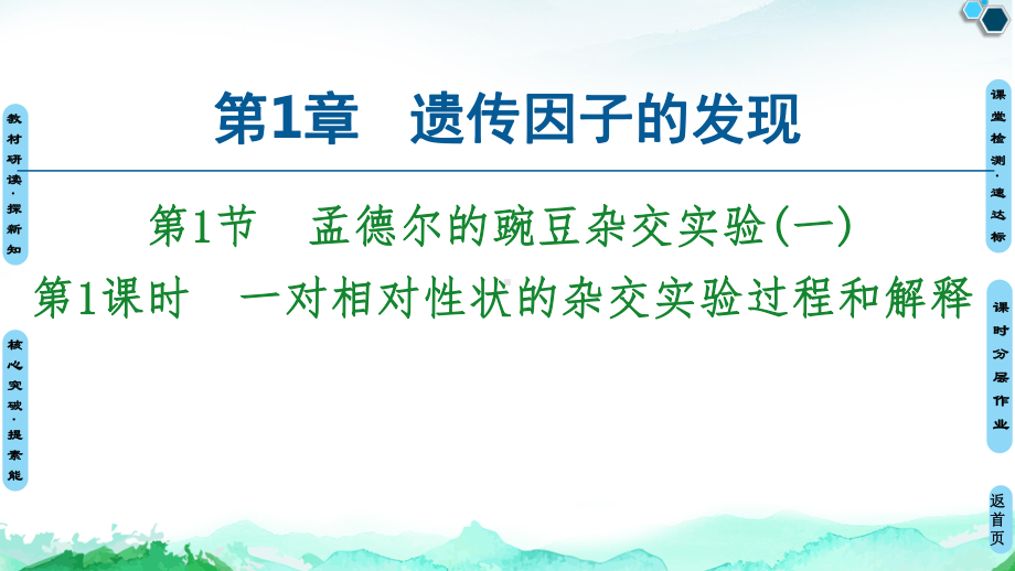 （新教材）2019新人教版高中生物必修二第1章第1节第1课时一对相对性状的杂交实验过程和解释课件.ppt_第1页