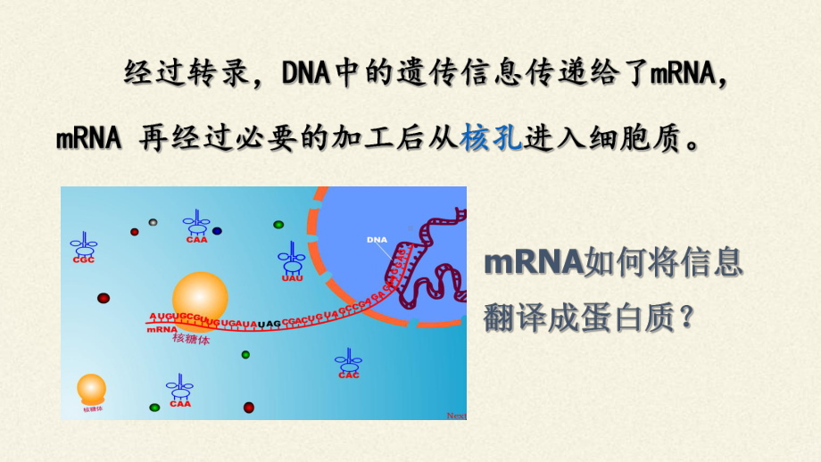 （新教材）2019新人教版高中生物必修二4.1基因指导蛋白质的合成（第二课时）ppt课件.pptx_第2页