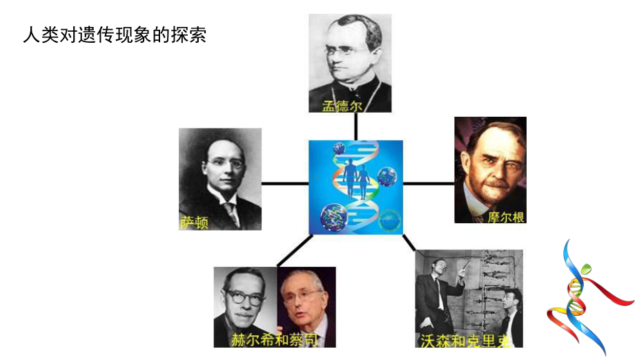 （新教材）2019人教版高中生物必修二3.4基因通常是有遗传效应的DNA片段ppt课件.pptx_第2页