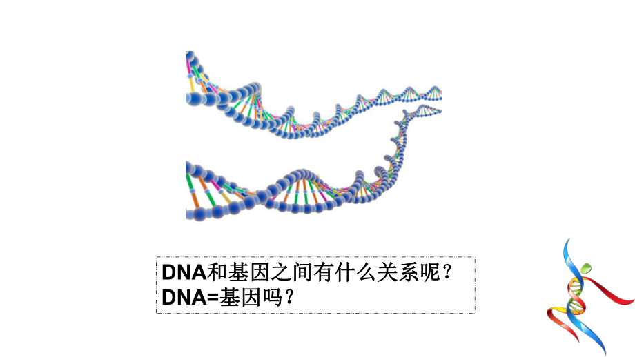 （新教材）2019人教版高中生物必修二3.4基因通常是有遗传效应的DNA片段ppt课件.pptx_第3页