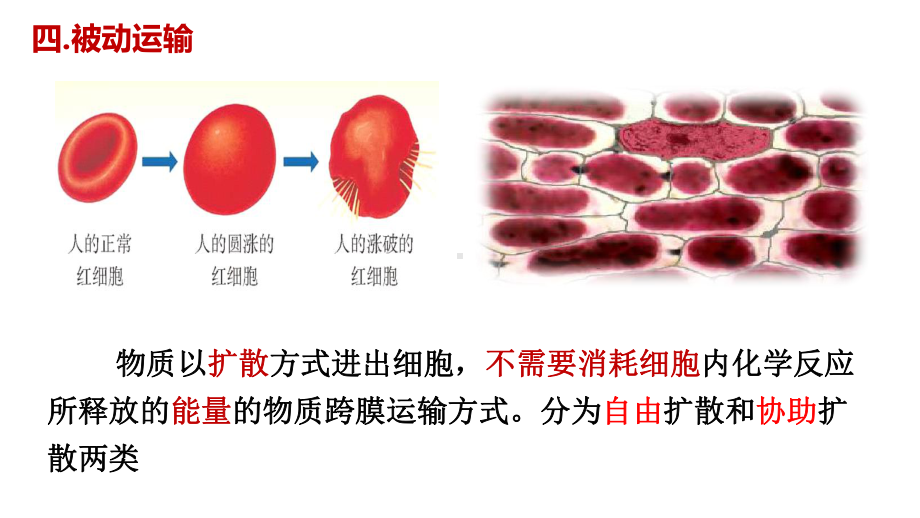 （新教材）2019新人教版高中生物必修一4.1被动运输（第2课时）ppt课件.ppt_第2页