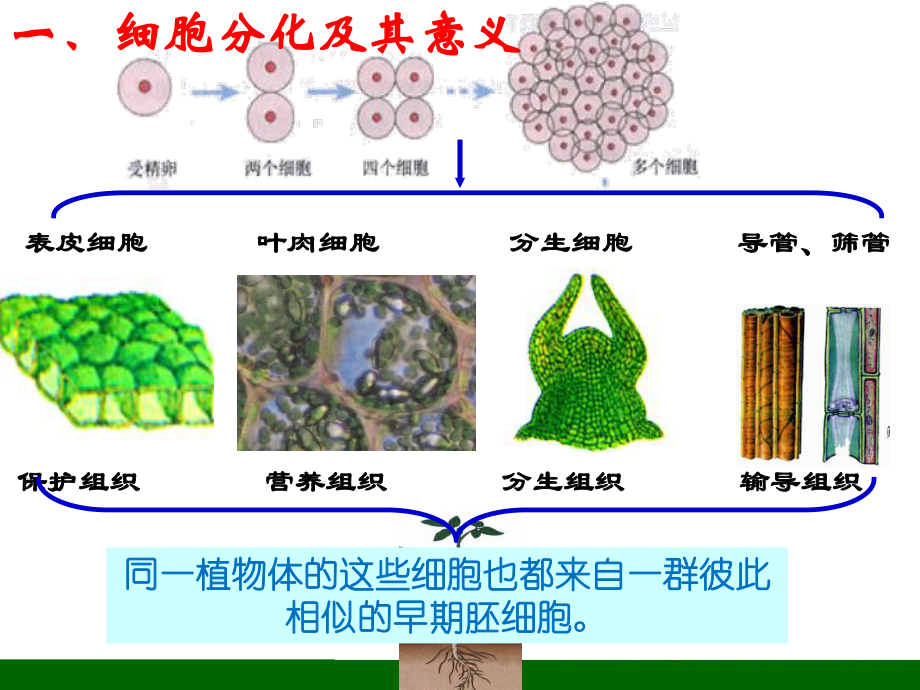 （新教材）2019新人教版高中生物必修一6.2 细胞分化 ppt课件.pptx_第3页