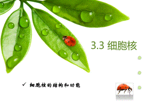 （新教材）2019新人教版高中生物必修一3.3 细胞核的结构与功能 ppt课件.pptx