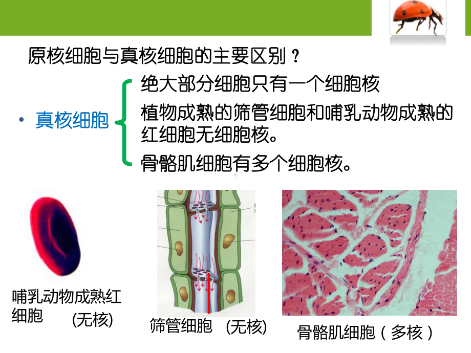 （新教材）2019新人教版高中生物必修一3.3 细胞核的结构与功能 ppt课件.pptx_第2页