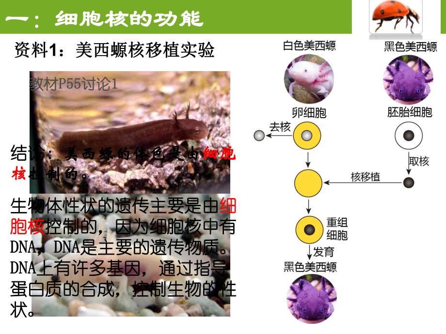 （新教材）2019新人教版高中生物必修一3.3 细胞核的结构与功能 ppt课件.pptx_第3页