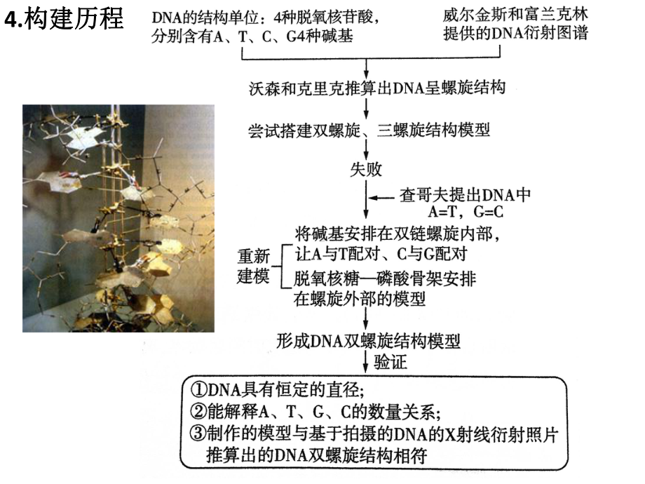 （新教材）2019新人教版高中生物必修二第3章第2节 DNA的结构ppt课件.pptx_第3页