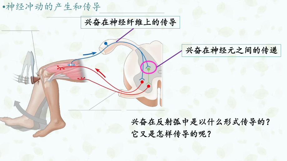 （新教材）2019人教版高中生物选择性必修一2.3 神经冲动的产生和传导 ppt课件.pptx_第3页