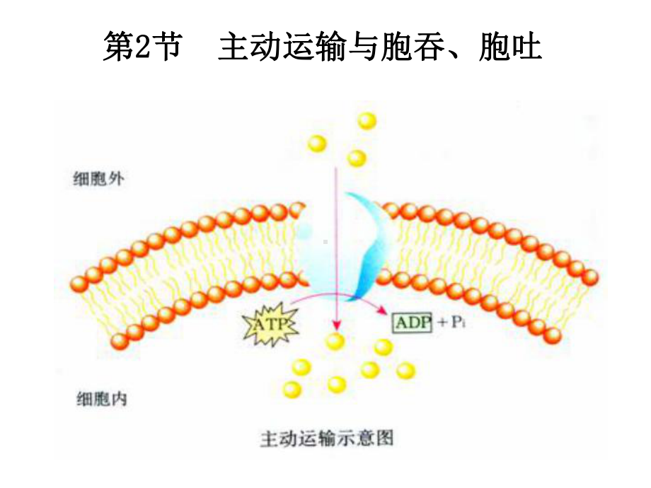 （新教材）2019新人教版高中生物必修一4.2 主动运输与胞吞、胞吐 ppt课件.ppt_第1页