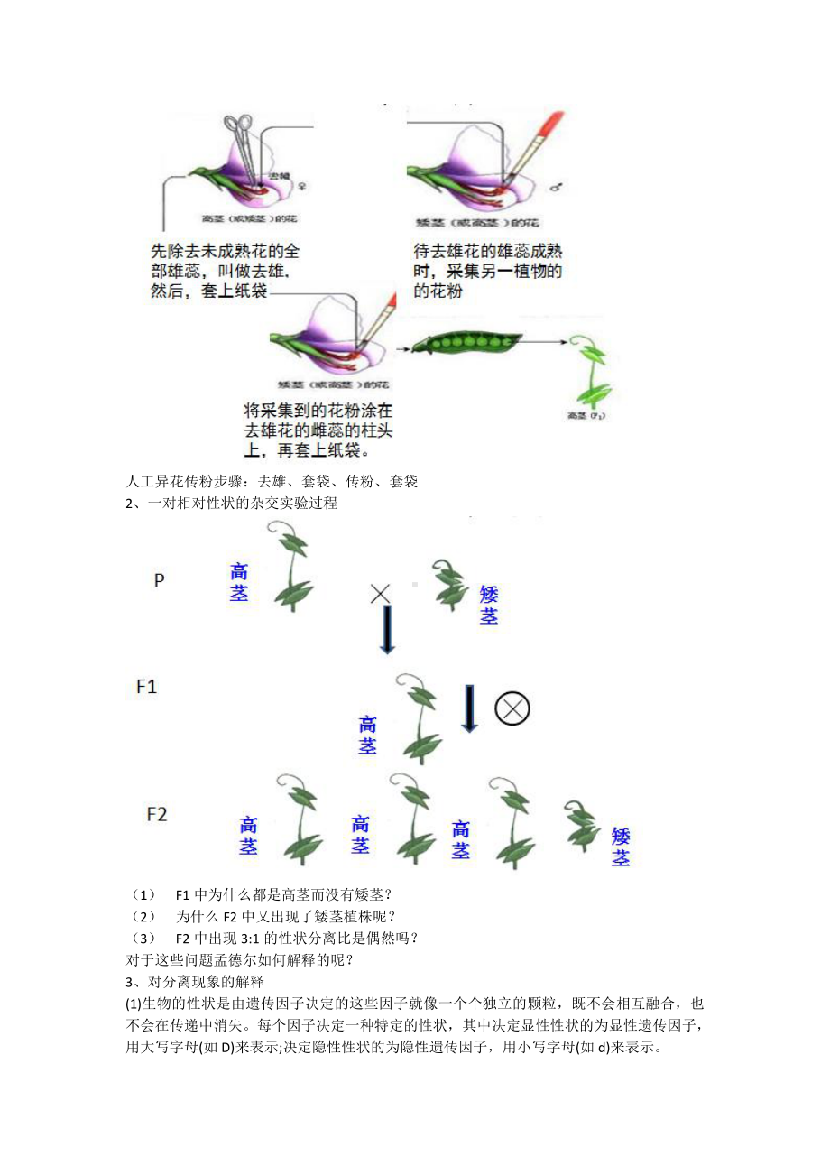 （新教材）2019人教版高中生物必修二1.1孟德尔豌豆杂交实验（一）教案.docx_第2页