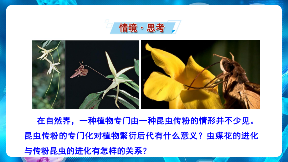 （新教材）2019新人教版高中生物必修二6.4协同进化与生物多样性的形成ppt课件.ppt_第2页