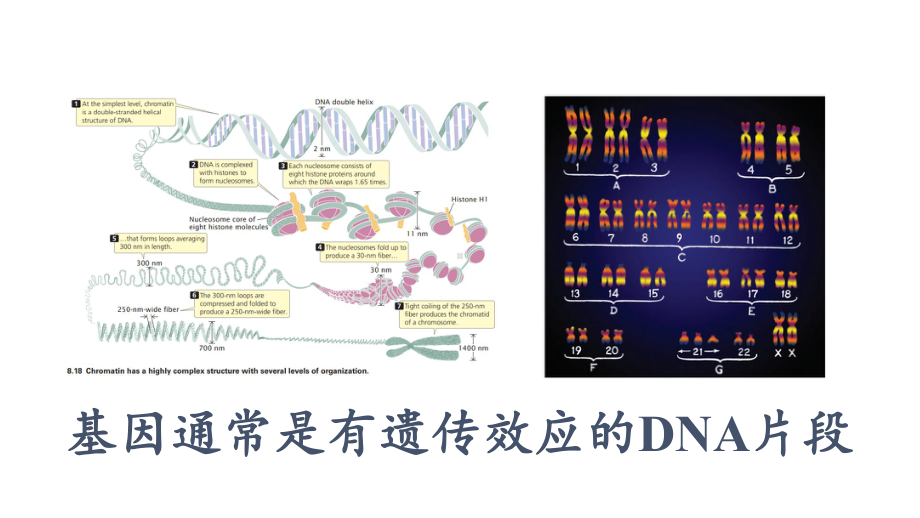 （新教材）2019人教版高中生物必修二3.4基因通常是有遗传效应的DNA片段ppt课件.pptx_第1页