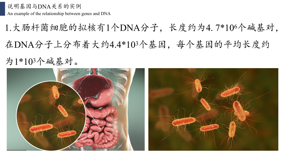 （新教材）2019人教版高中生物必修二3.4基因通常是有遗传效应的DNA片段ppt课件.pptx_第2页