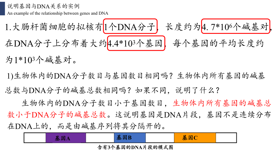 （新教材）2019人教版高中生物必修二3.4基因通常是有遗传效应的DNA片段ppt课件.pptx_第3页