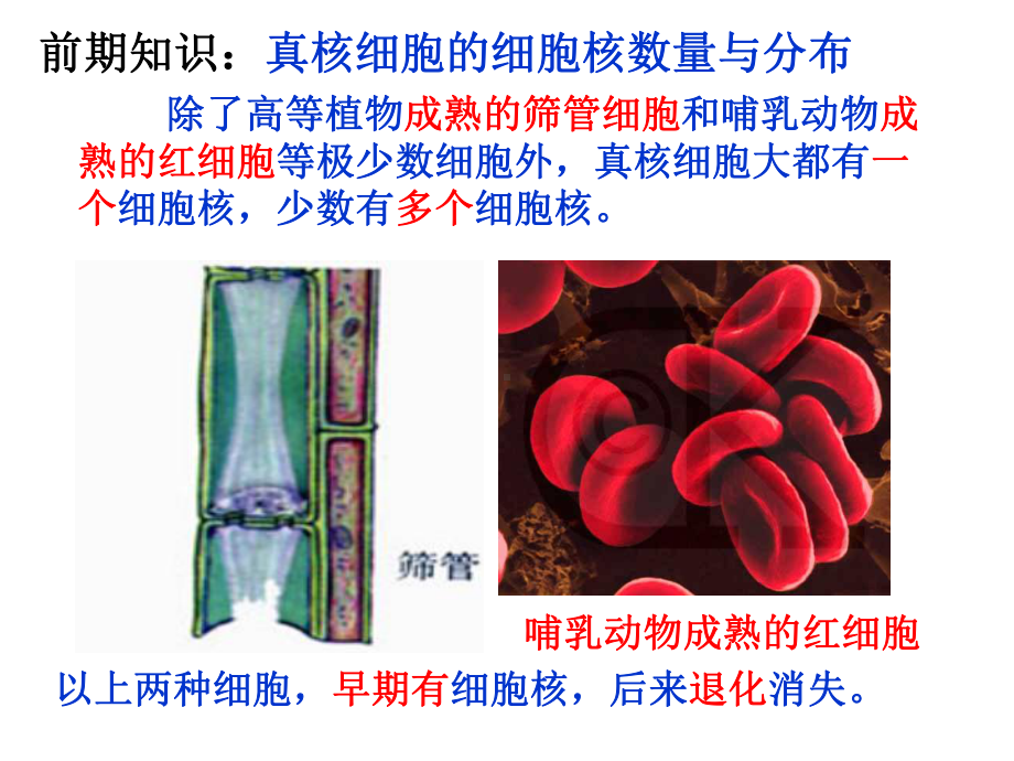 （新教材）2019新人教版高中生物必修一3.3 细胞核的结构和功能 ppt课件.ppt_第3页