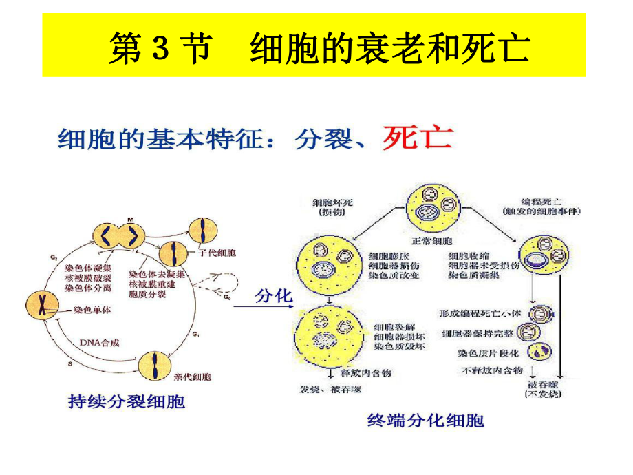 （新教材）2019新人教版高中生物必修一6.3细胞的衰老和死亡ppt课件.ppt_第1页