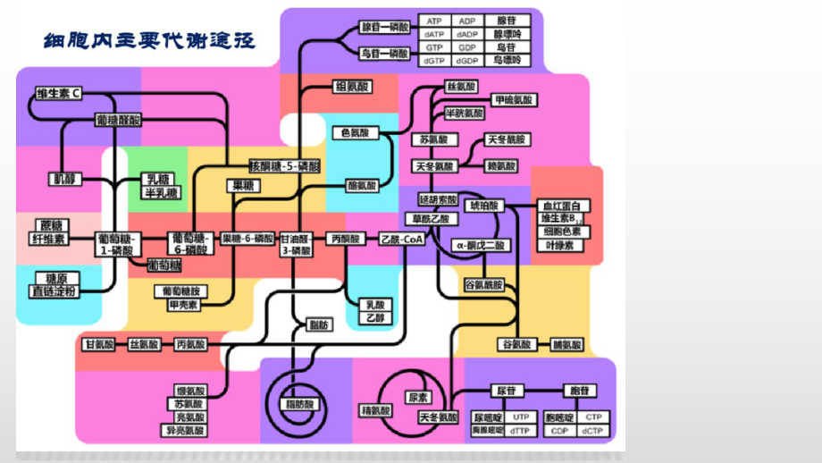 3.1 ATP是细胞内的“能量通货” ppt课件-（新教材）2019新浙科版高中生物必修一.pptx_第2页