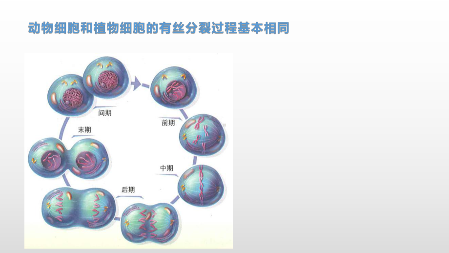 4.1 细胞通过分裂增殖（2） ppt课件-（新教材）2019新浙科版高中生物必修一.pptx_第2页