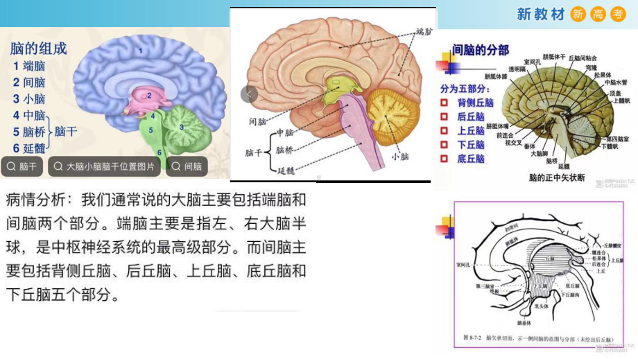 3.2神经系统通过下丘脑控制内分泌系统 ppt课件-（新教材）2019新浙科版高中生物选择性必修一.pptx_第3页