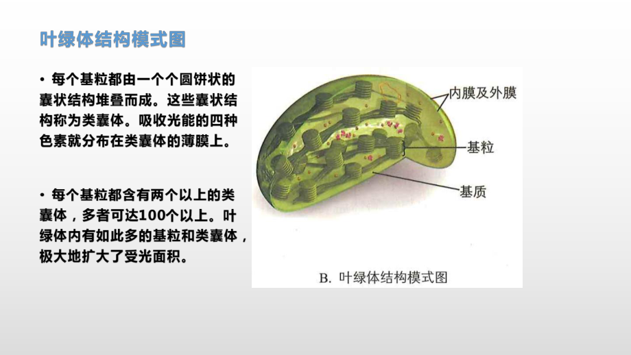 3.5 光合作用将光能转化为化学能（2）光合作用的发现史 ppt课件-（新教材）2019新浙科版高中生物必修一.pptx_第2页